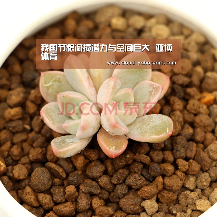 我国节粮减损潜力与空间巨大-亚博体育(图1) 亚博娱乐